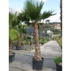 Washingtonia