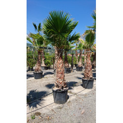 Washingtonia