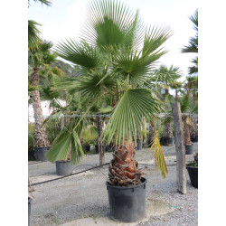 Washingtonia