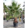 Washingtonia