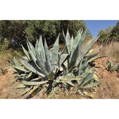 Agave