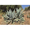 Agave