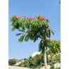 Albizia Julibrissin