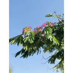 Albizia Julibrissin