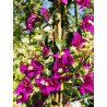 Bougainvillier pyramide