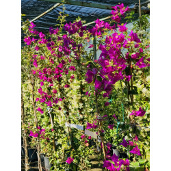 Bougainvillier pyramide