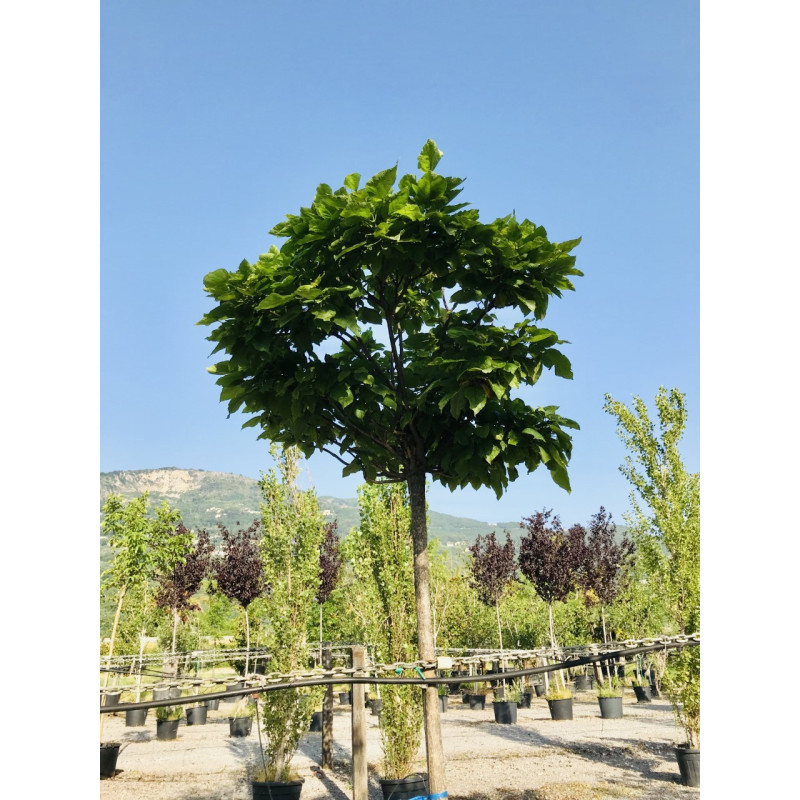 Catalpa Bungei