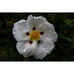 Cistus