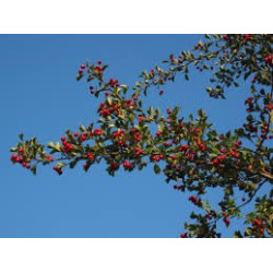 Crataegus