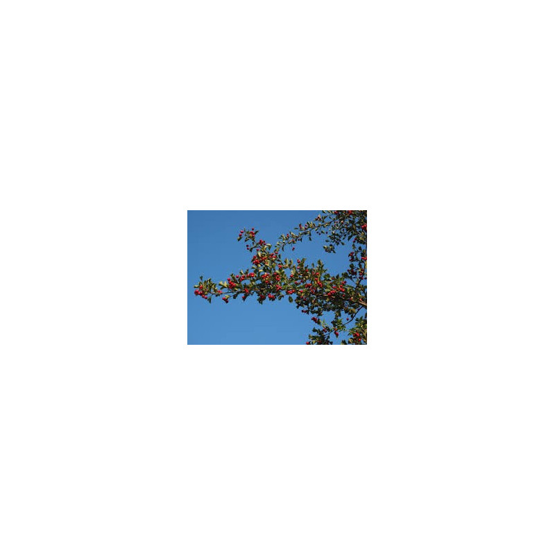 Crataegus