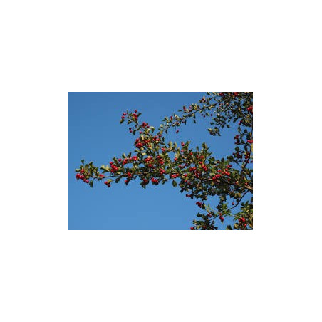 Crataegus