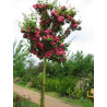 Crataegus