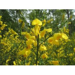 Cytisus