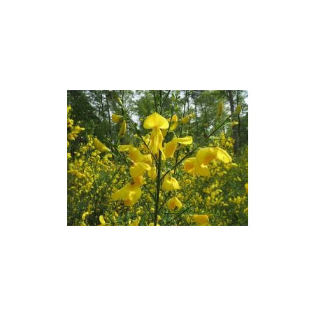 Cytisus