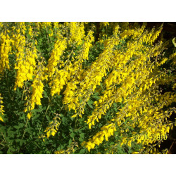 Cytisus