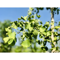 Ginkgo Biloba