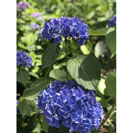 Hortensia