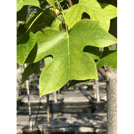 Liriodendron