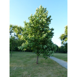 Liriodendron