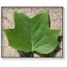 Liriodendron