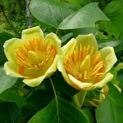 Liriodendron