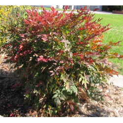 Nandina Domestica