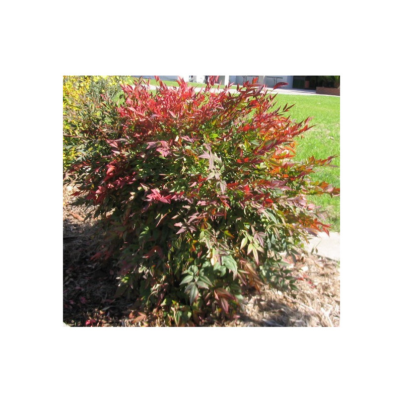 Nandina Domestica