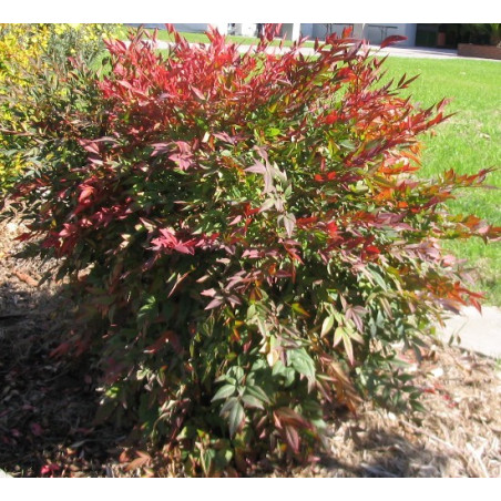 Nandina Domestica