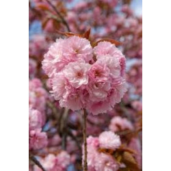 Prunus Kanzan