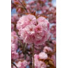 Prunus Kanzan