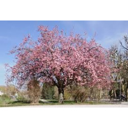 Prunus Kanzan