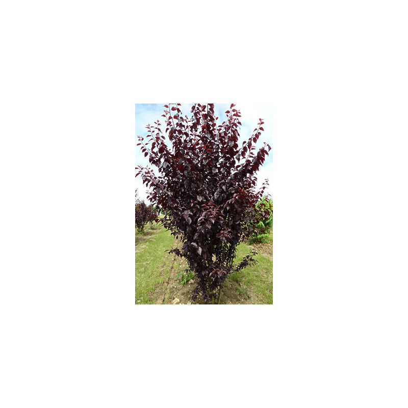 Prunus Pissardii touffe