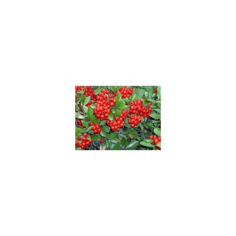 Pyracantha