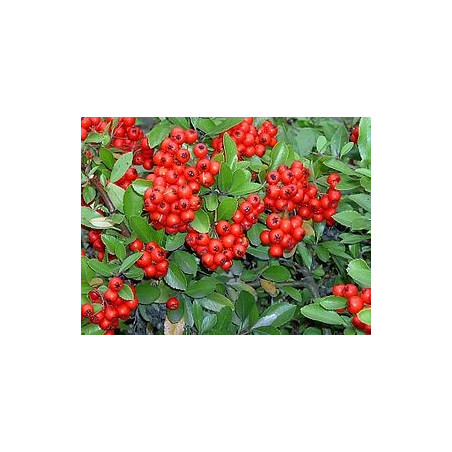 Pyracantha