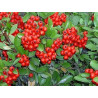 Pyracantha