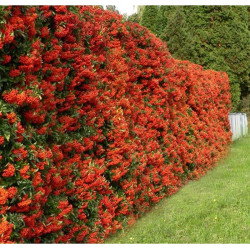 Pyracantha