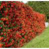 Pyracantha