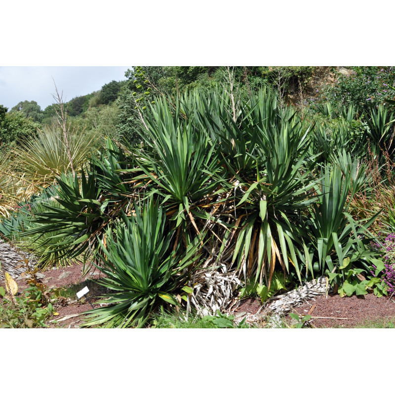 Yucca Glorosia