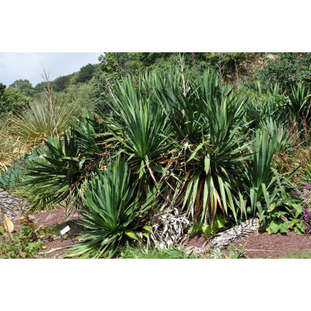 Yucca Glorosia