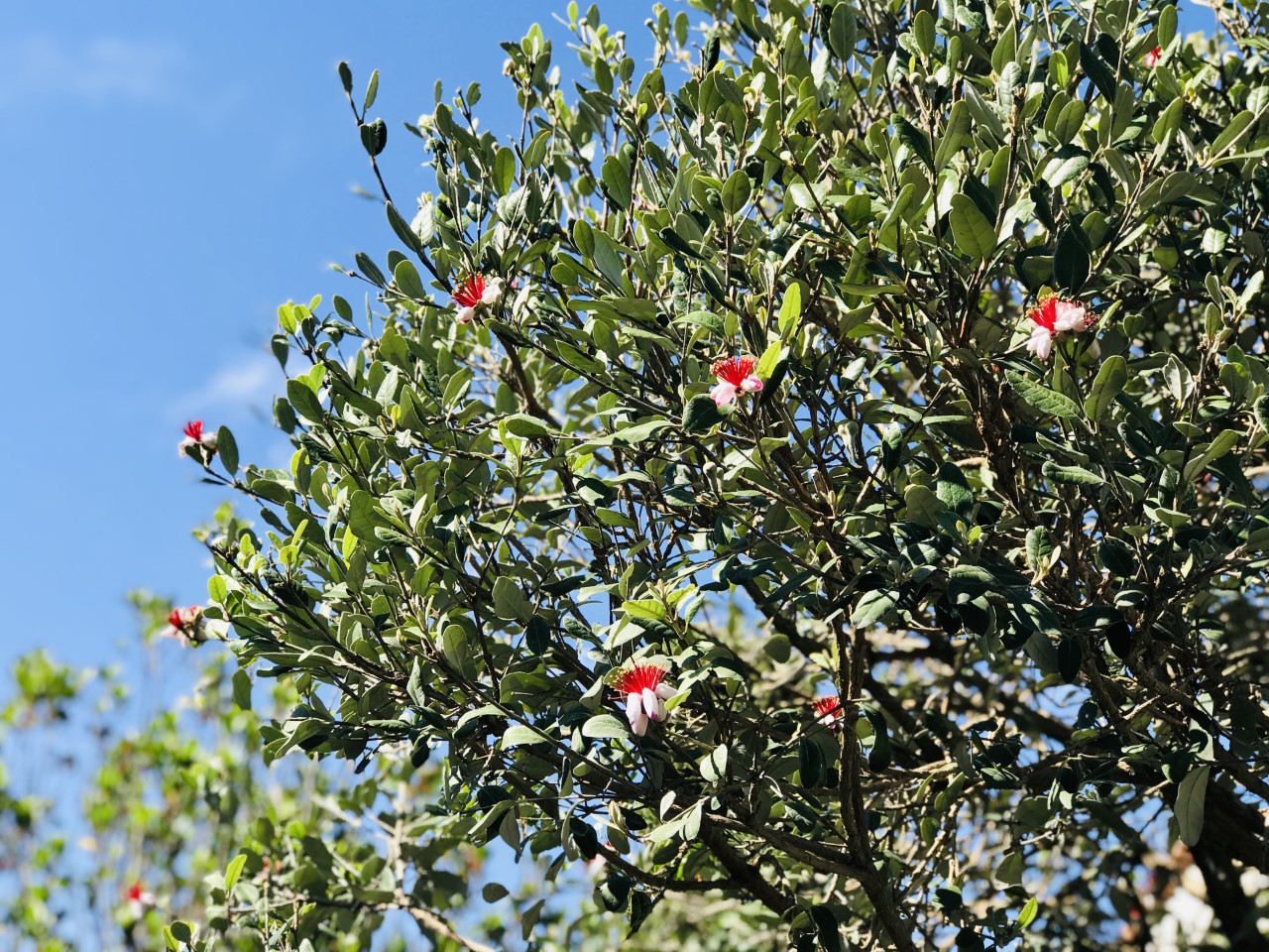 feijoa