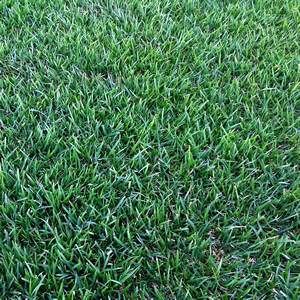 Zoysia