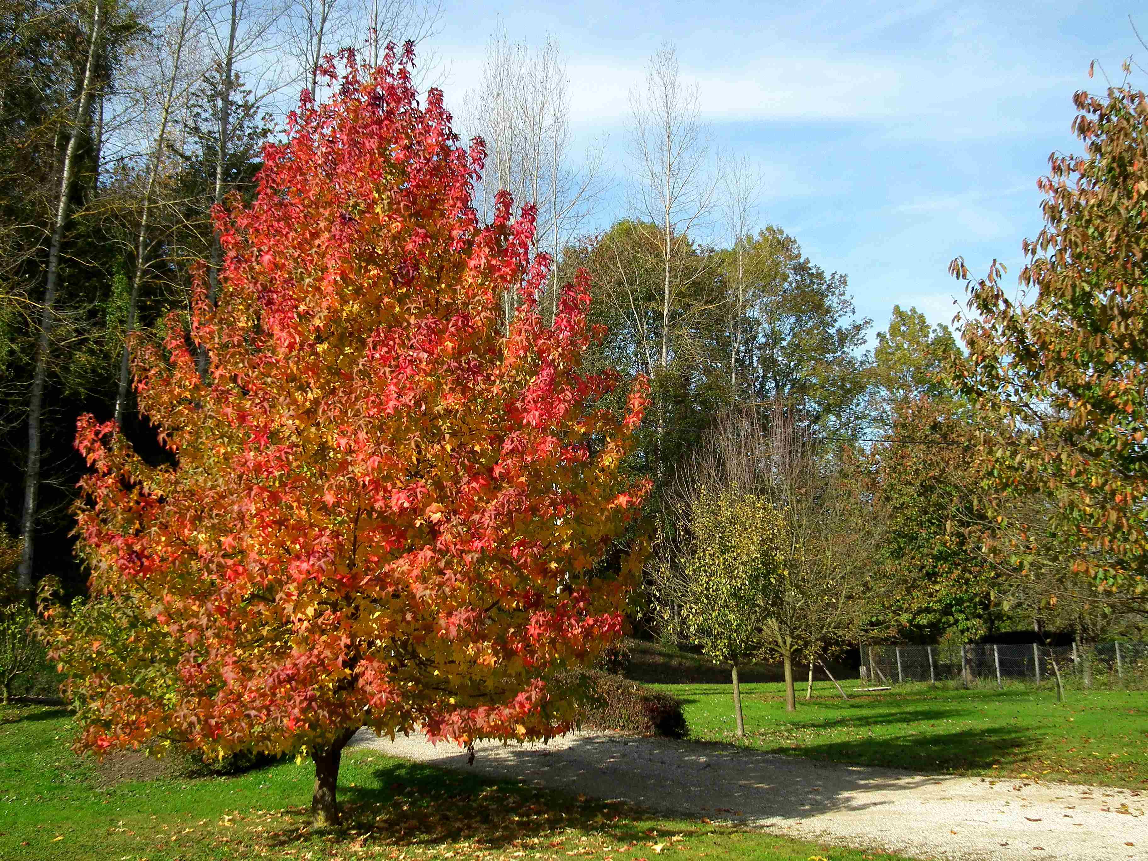 Arbre à feuillage caduc- Liquidambar